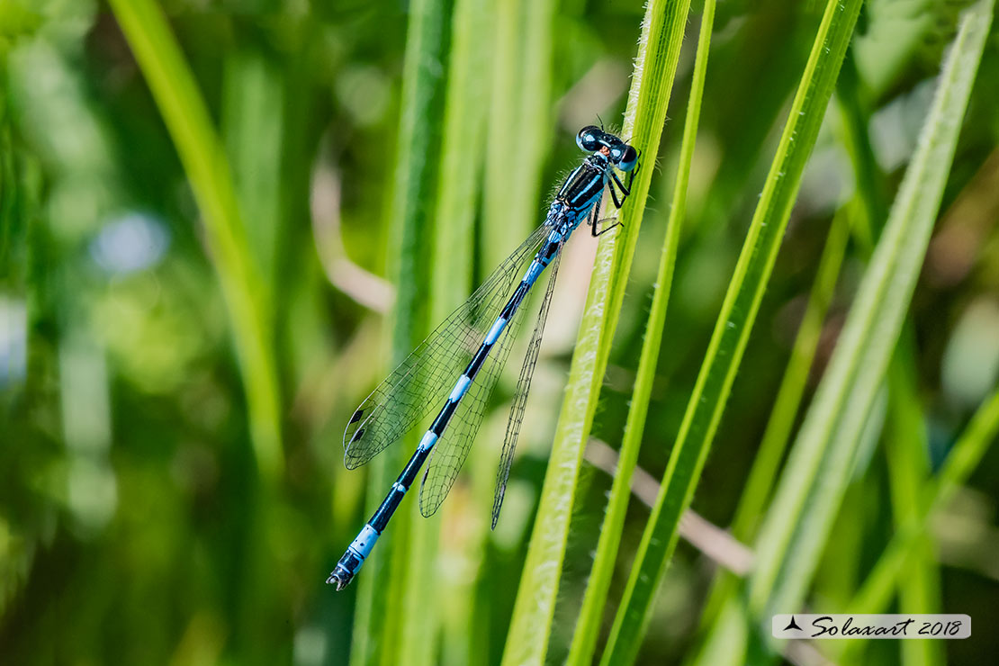 Coenagrion mercuriale; Azzurrina di Mercurio; Southern damselfly