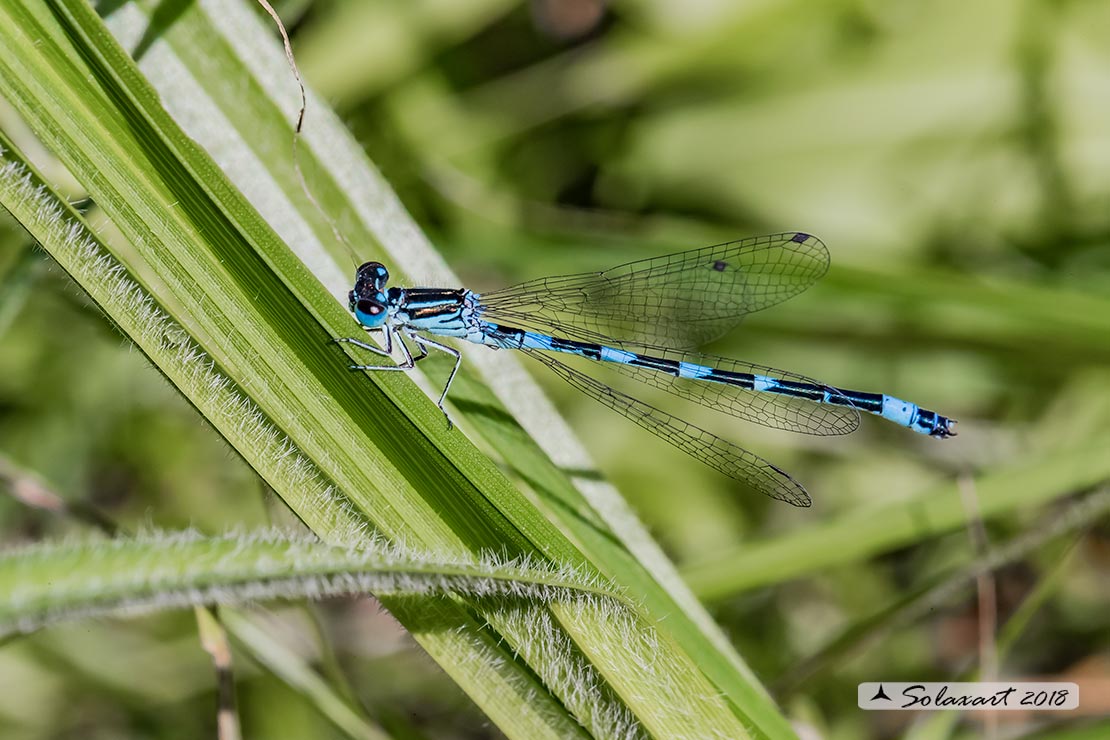 Coenagrion mercuriale; Azzurrina di Mercurio; Southern damselfly