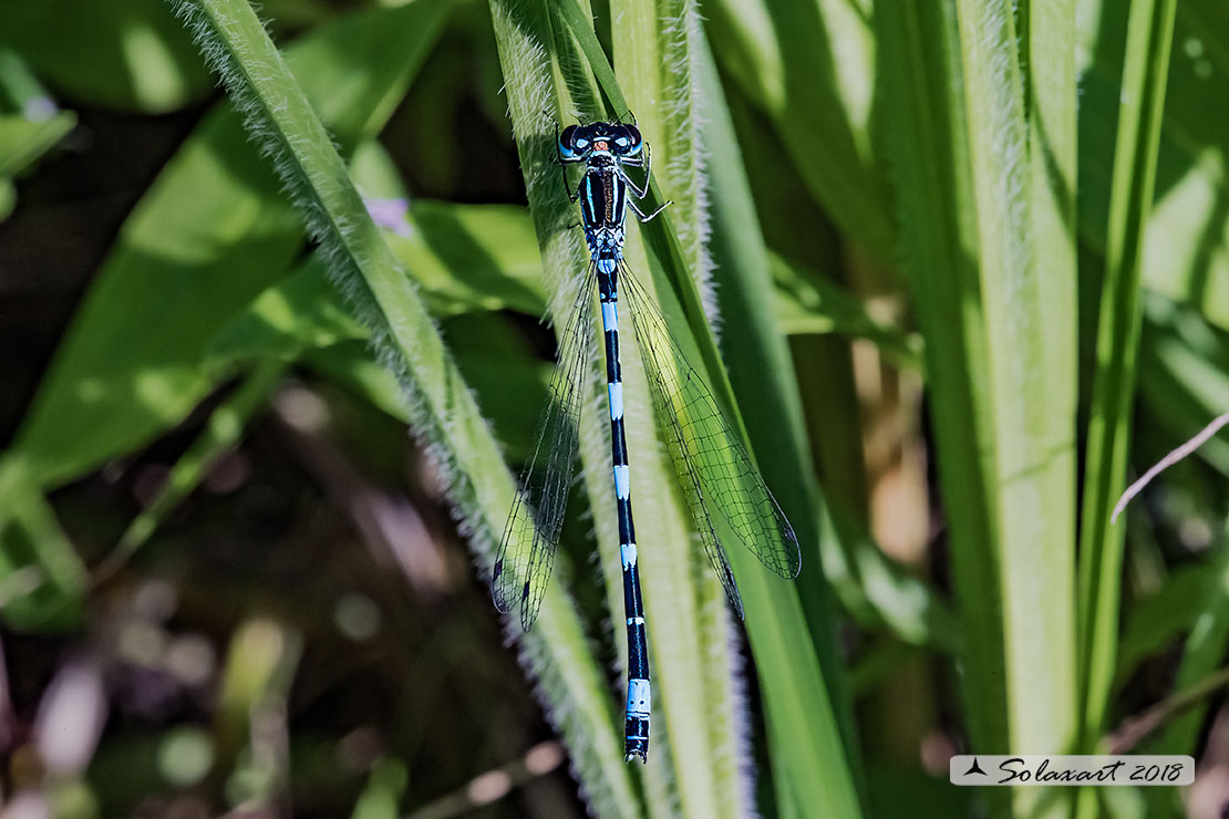 Coenagrion mercuriale; Azzurrina di Mercurio; Southern damselfly