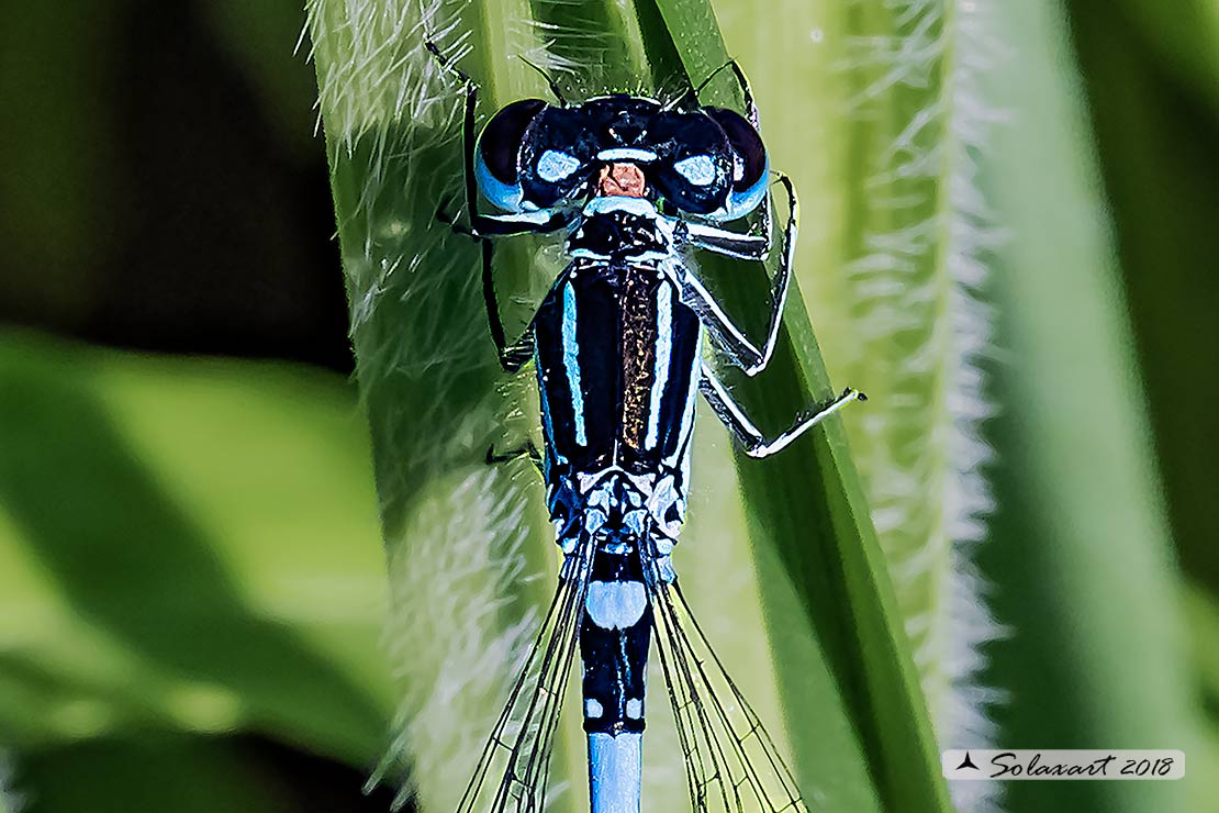 Coenagrion mercuriale; Azzurrina di Mercurio; Southern damselfly