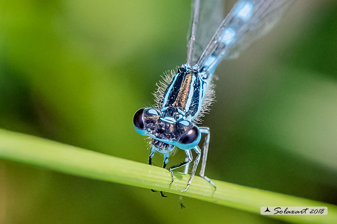 Coenagrion mercuriale; Azzurrina di Mercurio; Southern damselfly