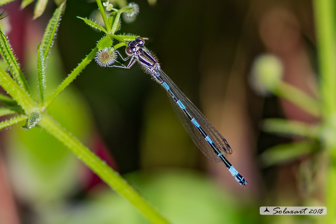 Coenagrion mercuriale; Azzurrina di Mercurio; Southern damselfly