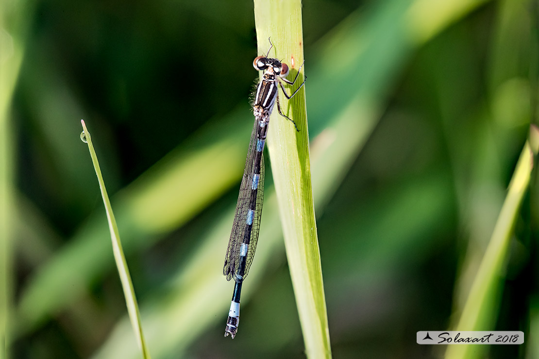 Coenagrion mercuriale; Azzurrina di Mercurio; Southern damselfly