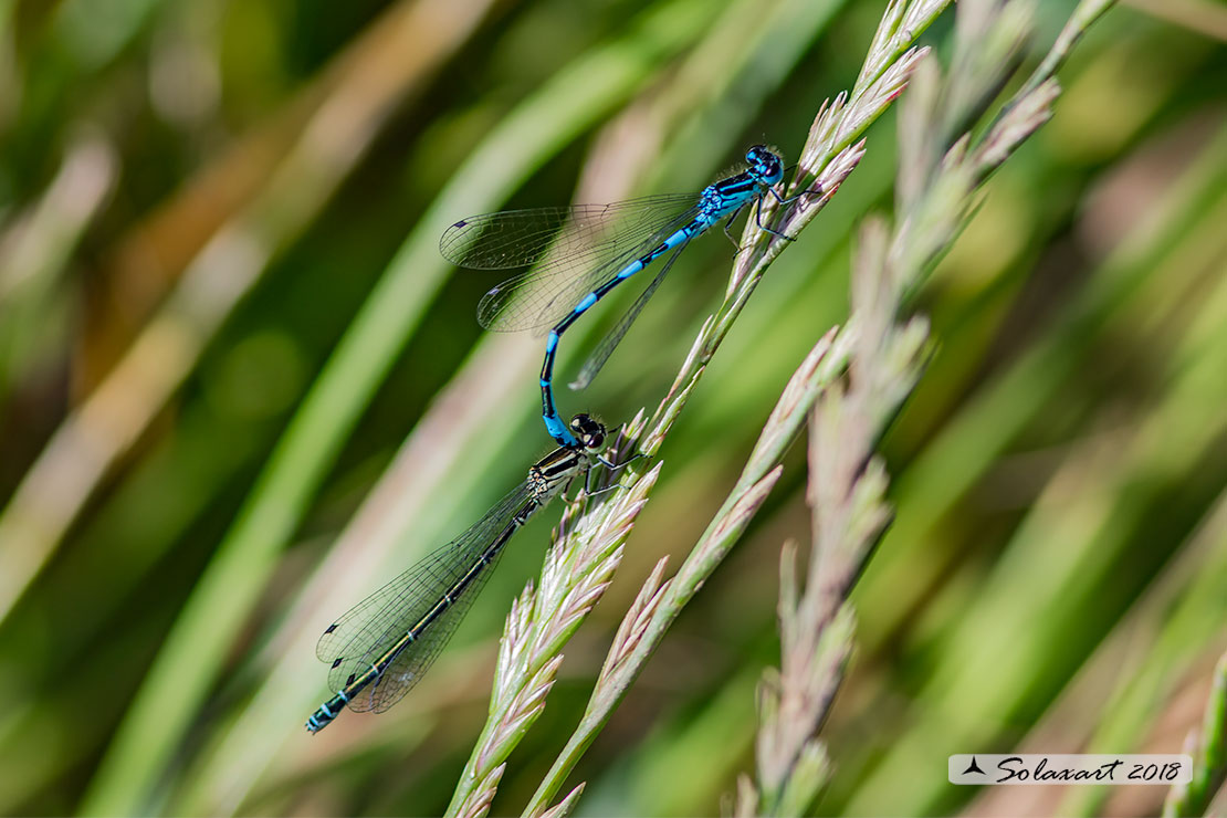 Coenagrion mercuriale; Azzurrina di Mercurio; Southern damselfly