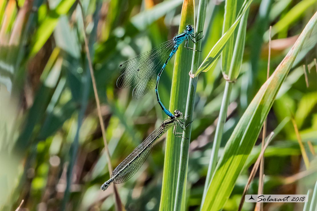 Coenagrion mercuriale; Azzurrina di Mercurio; Southern damselfly