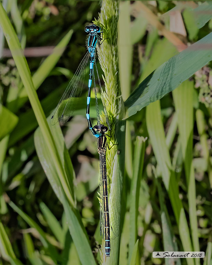 Coenagrion mercuriale; Azzurrina di Mercurio; Southern damselfly