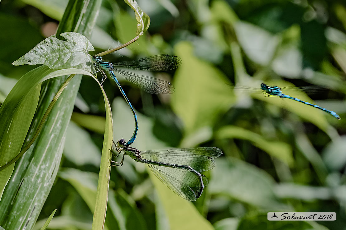 Coenagrion mercuriale; Azzurrina di Mercurio; Southern damselfly