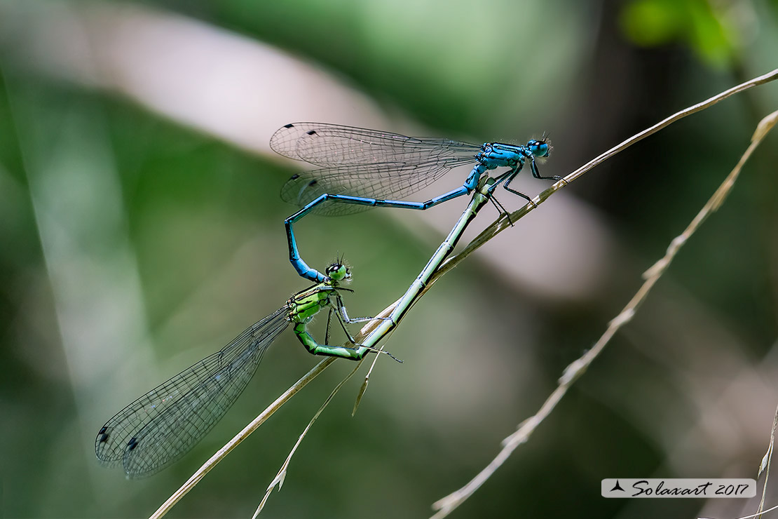 Coenagrion puella:  Damigella azzurra (copula);  Azure Damselfly  (mating wheel wheel)  