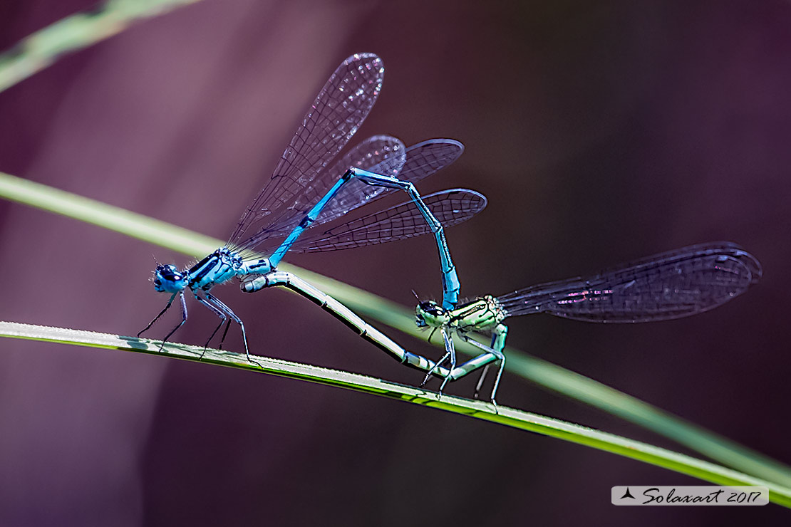 Coenagrion puella: Damigella azzurra (copula);  Azure Damselfly  (mating wheel wheel)  