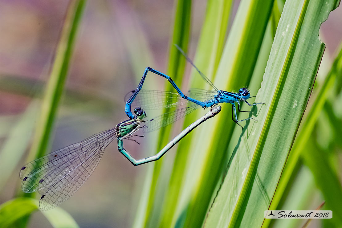 Coenagrion puella: Damigella azzurra  (copula);  Azure Damselfly  (mating wheel wheel)  