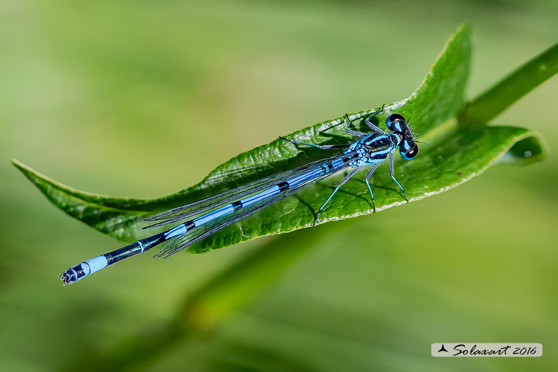 Coenagrion puella - Damigella azzurra (maschio) - Azure Damselfly (male)