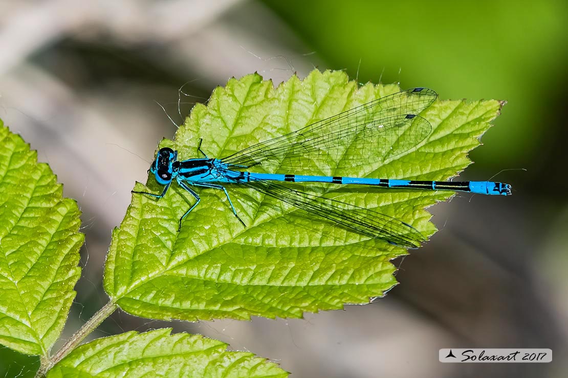 Coenagrion puella: Damigella azzurra  (maschio)  ;  Azure Damselfly  (male)  