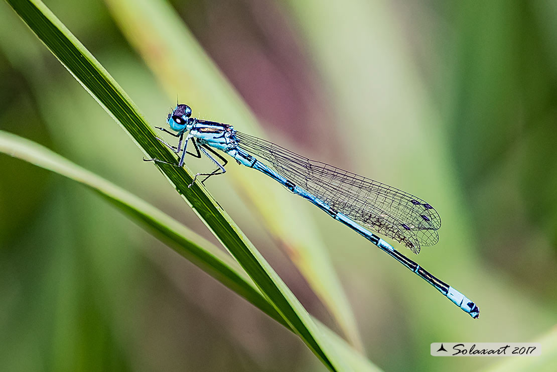 Coenagrion puella: Damigella azzurra  (maschio)  ;  Azure Damselfly  (male)  