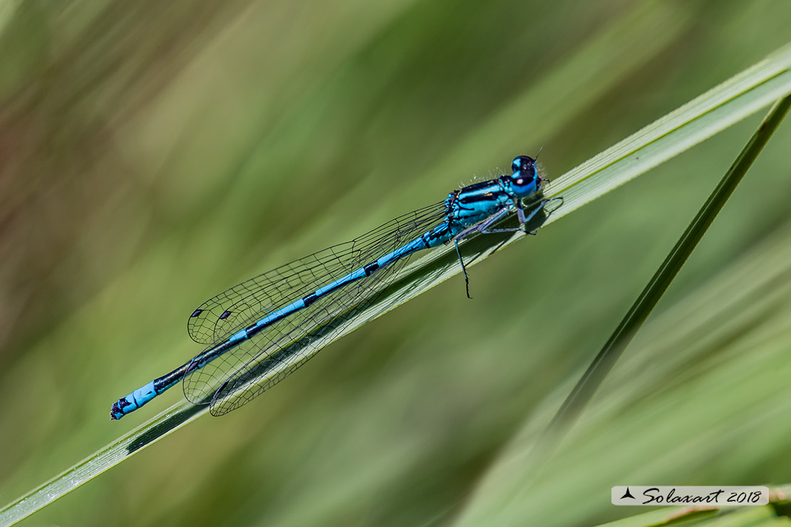 Coenagrion puella: Damigella azzurra (maschio); Azure Damselfly (male)