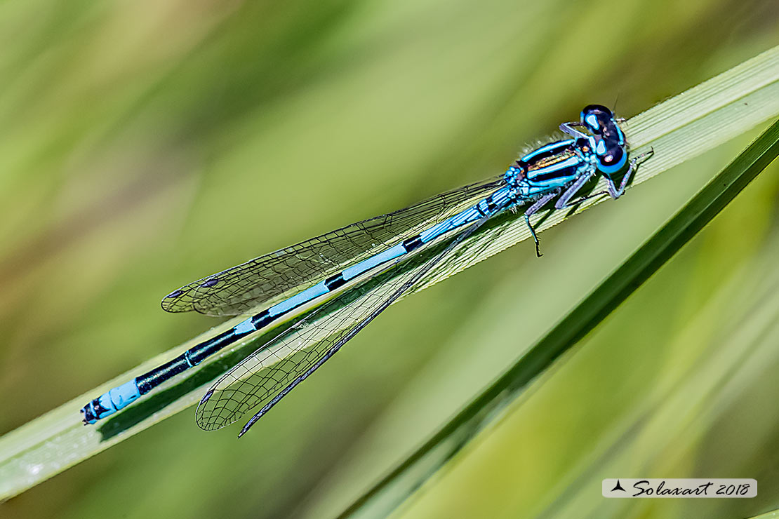 Coenagrion puella: Damigella azzurra (maschio); Azure Damselfly (male)