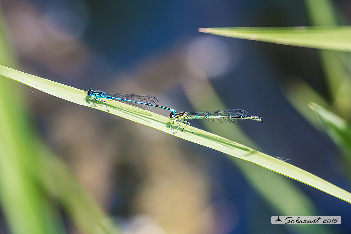 Coenagrion puella (tandem per ovodeposizione) - Azure Damselfly (tandem on Ovipositing)
