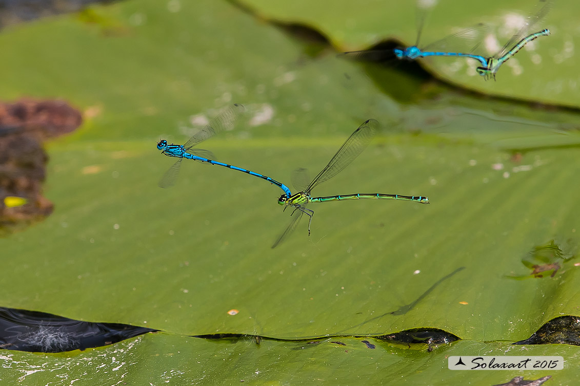 Coenagrion puella (tandem per ovodeposizione) - Azure Damselfly (tandem on Ovipositing)