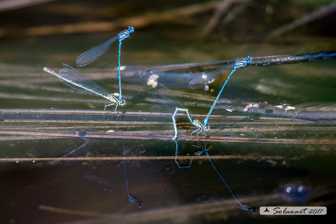 Coenagrion puella (tandem per ovodeposizione) - Azure Damselfly (tandem on Ovipositing)