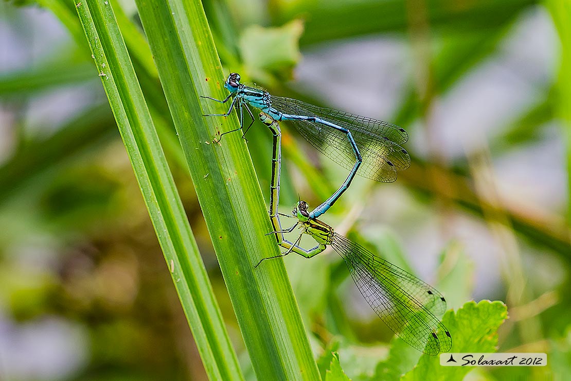 Coenagrion puella (copula) - Azure Damselfly (copula) with parasitics