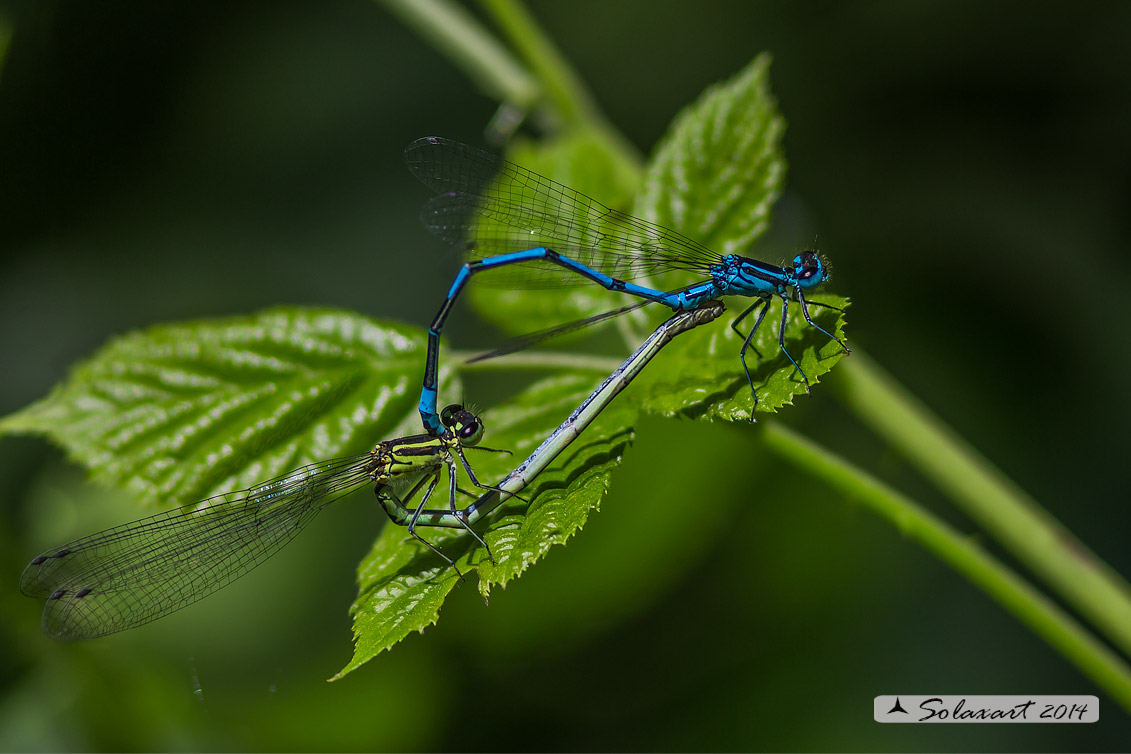 Coenagrion puella (copula) - Azure Damselfly (mating)