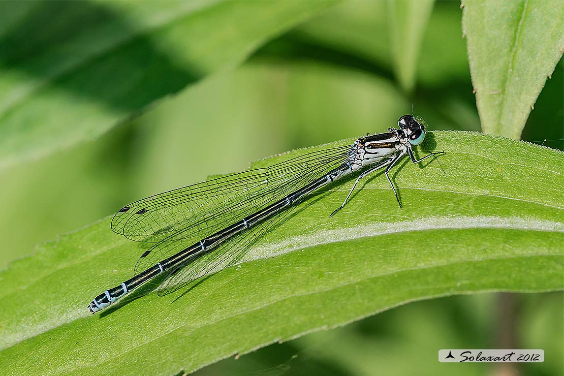 Coenagrion puella (femmina); Azure Damselfly  (female)  with parasitics