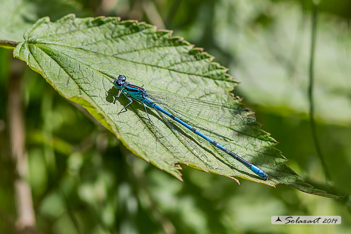 Coenagrion puella - Damigella azzurra  (maschio)  -  Azure Damselfly  (male)  