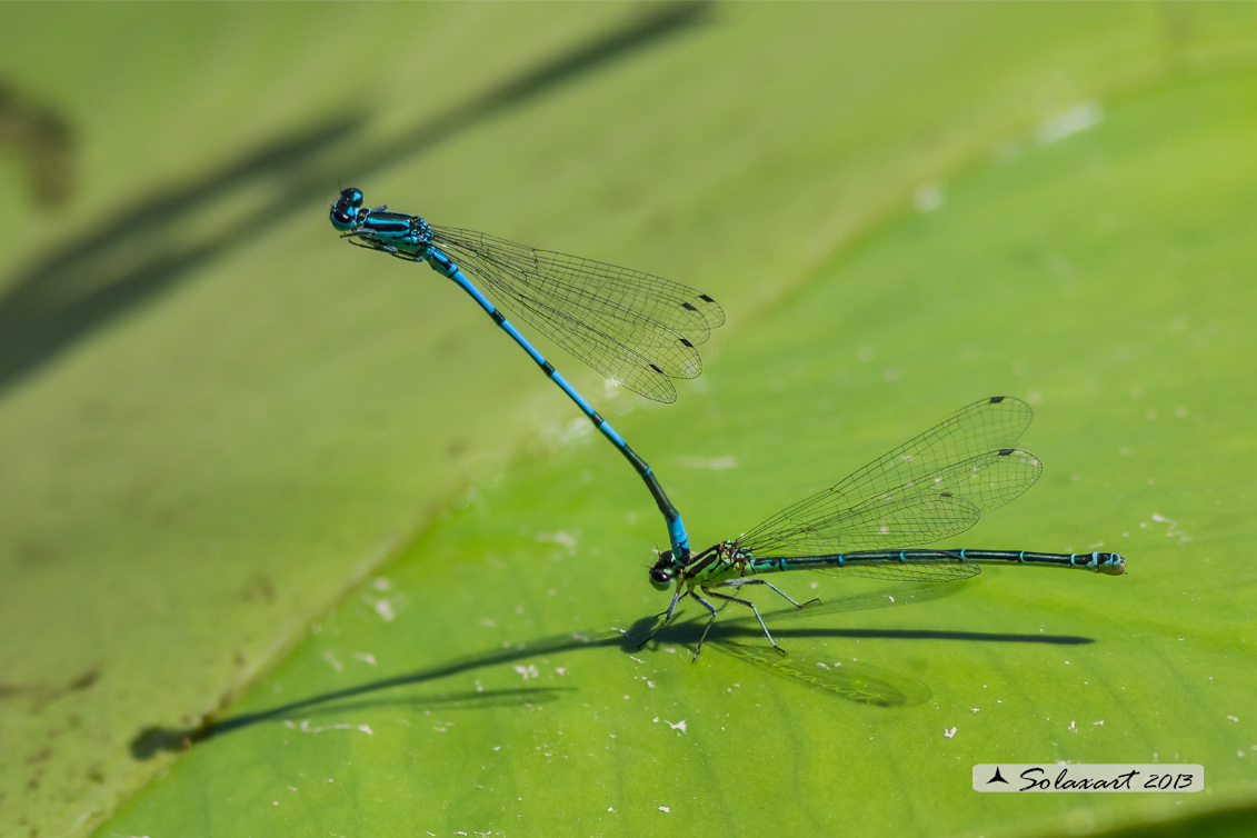 Coenagrion puella:  Damigella azzurra (tandem per ovodeposizione); Azure Damselfly (tandem on Ovipositing)