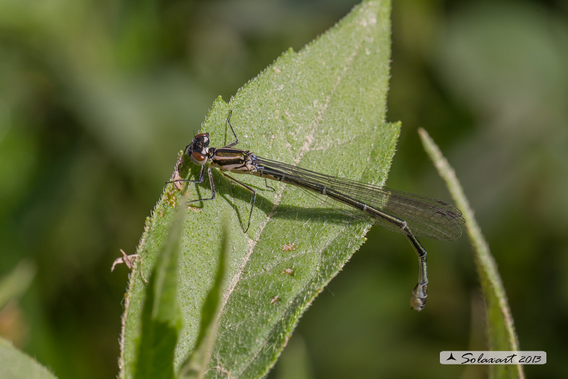 Coenagrion puella; Damigella azzurra; Azure Damselfly