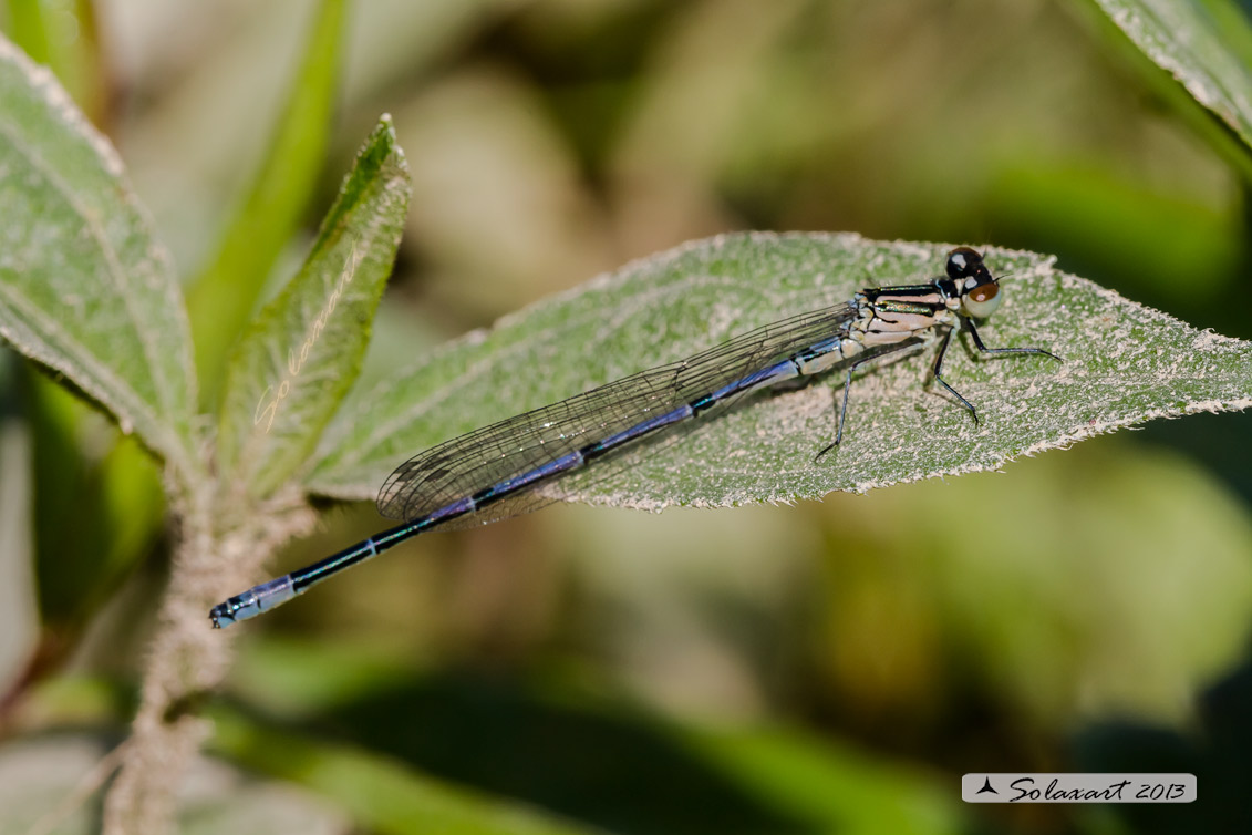 Coenagrion puella; Damigella azzurra; Azure Damselfly