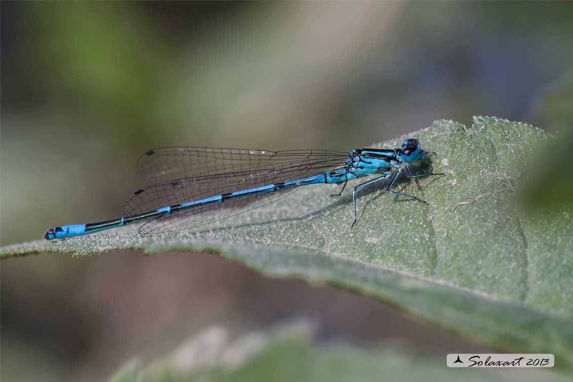 Coenagrion puella - Damigella azzurra  - Azure Damselfly