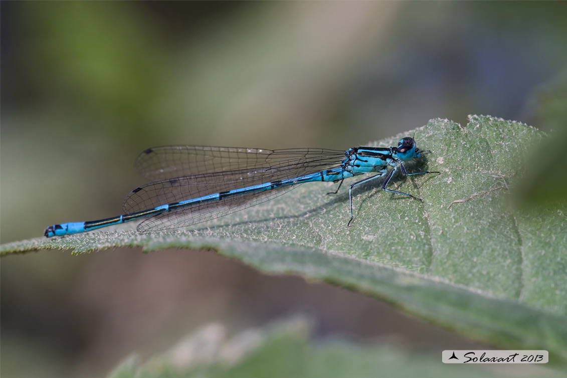 Coenagrion puella Damigella azzurra - Azure Damselfly