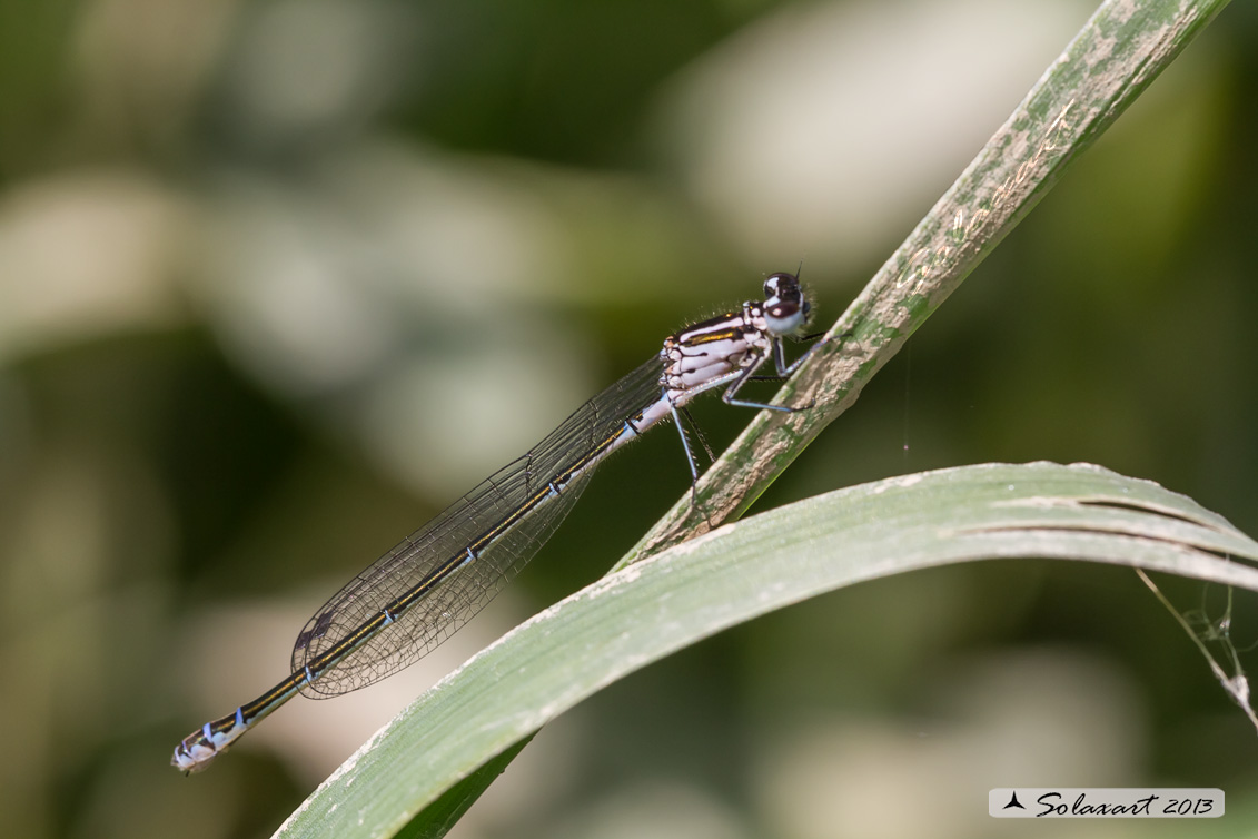 Coenagrion puella; Damigella azzurra; Azure Damselfly