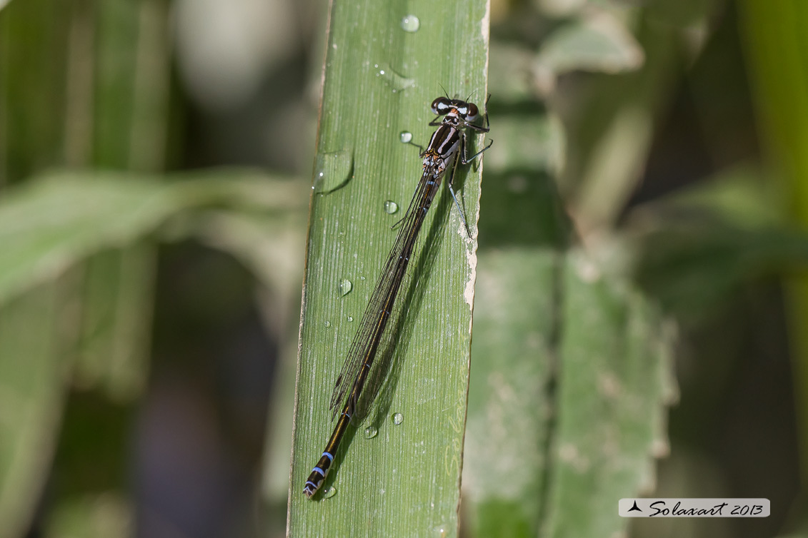 Coenagrion puella; Damigella azzurra; Azure Damselfly