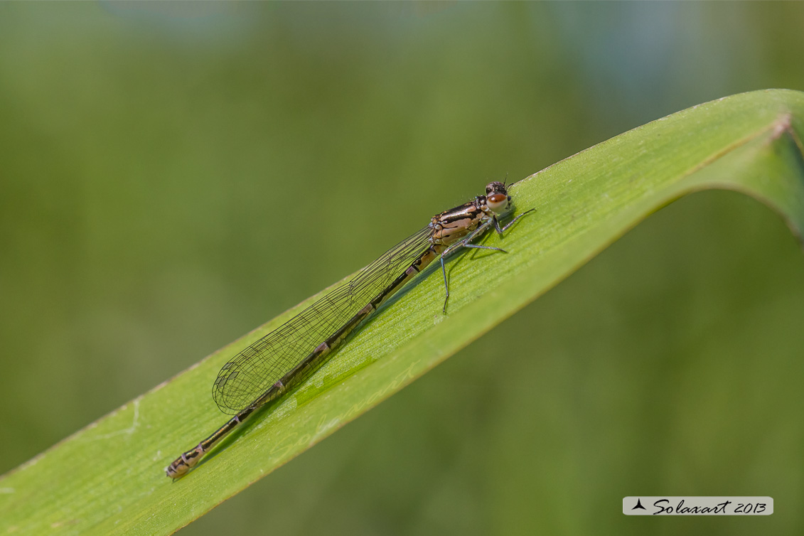 Coenagrion puella; Damigella azzurra; Azure Damselfly