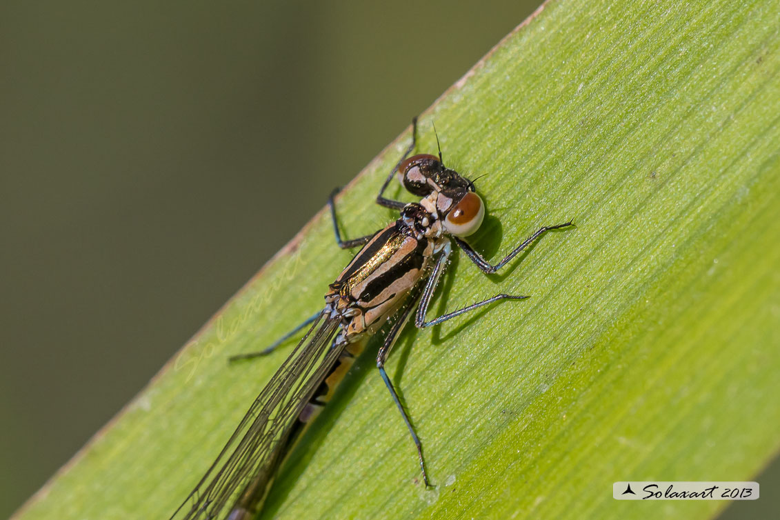 Coenagrion puella; Damigella azzurra; Azure Damselfly