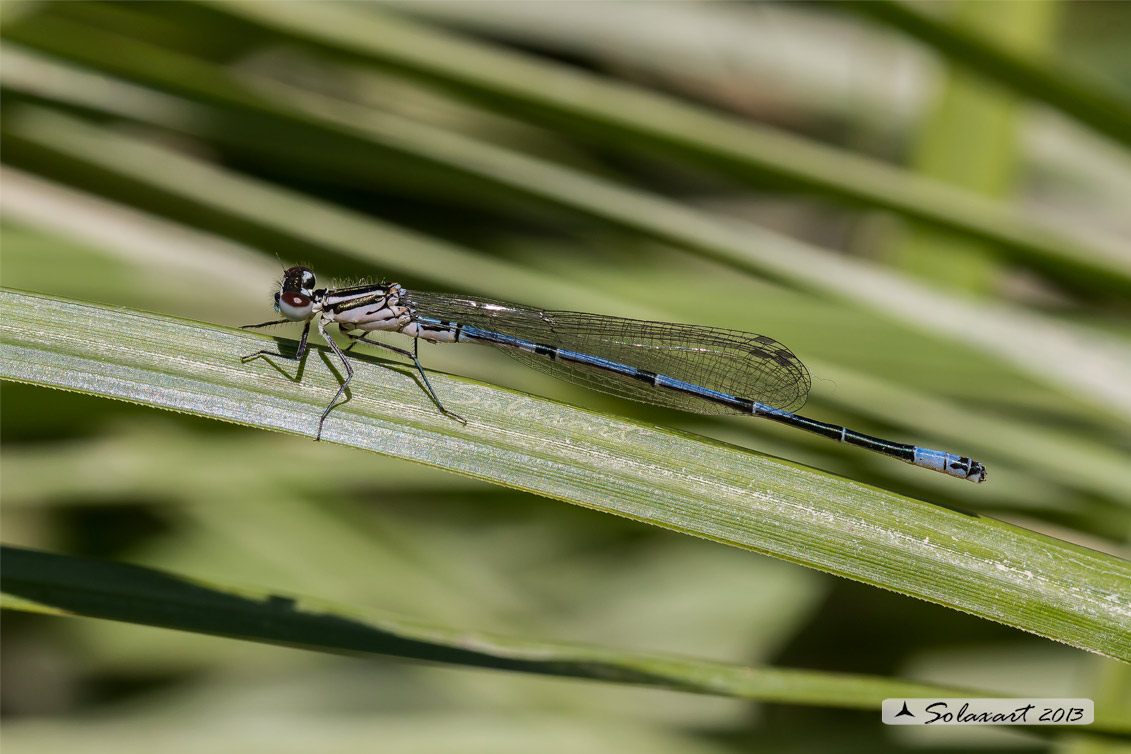 Coenagrion puella; Damigella azzurra; Azure Damselfly