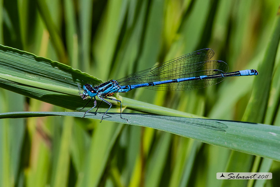 Sottordine : Zygoptera, famiglia: Coenagrionidae, specie: Coenagrion puella