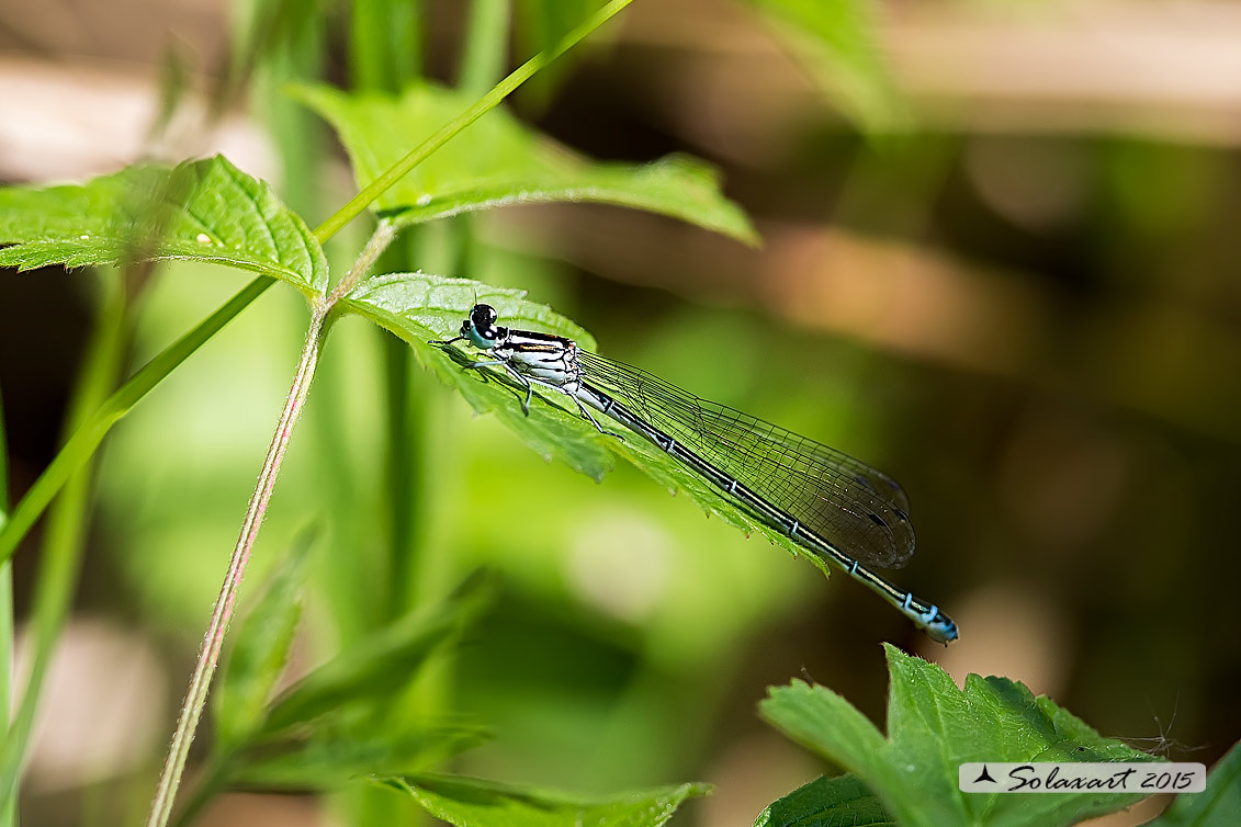 Coenagrion puella; Damigella azzurra  (maschio nei vari stadi di maturazione); Azure Damselfly  (immature male)