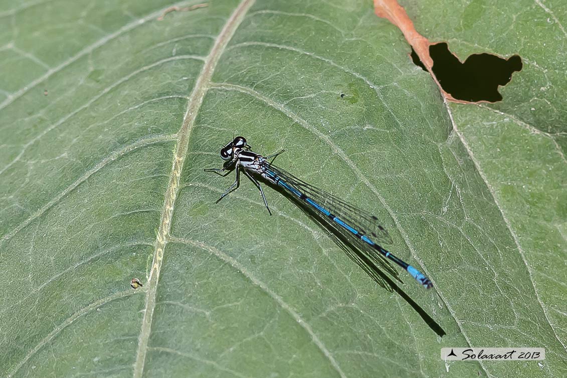 Coenagrion puella; Damigella azzurra; Azure Damselfly