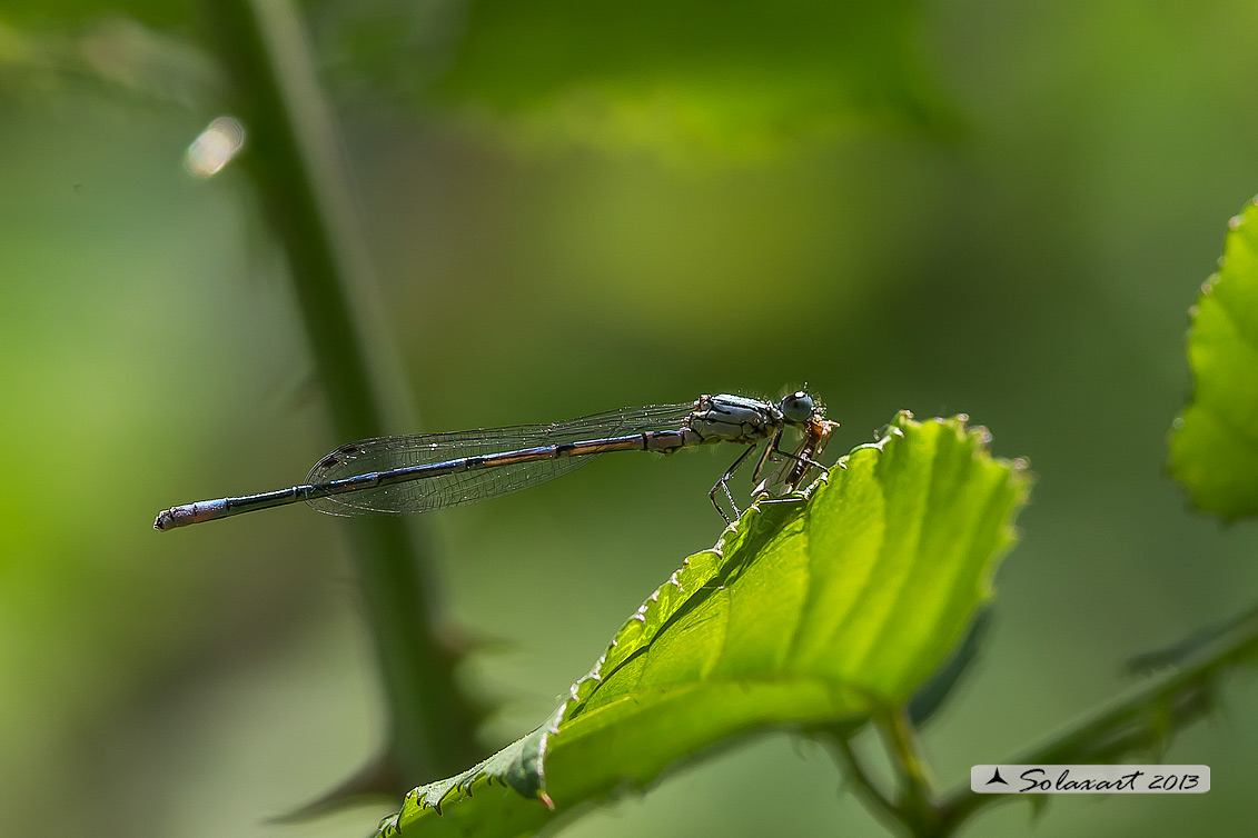 Coenagrion puella; Damigella azzurra; Azure Damselfly (maschio immaturo)