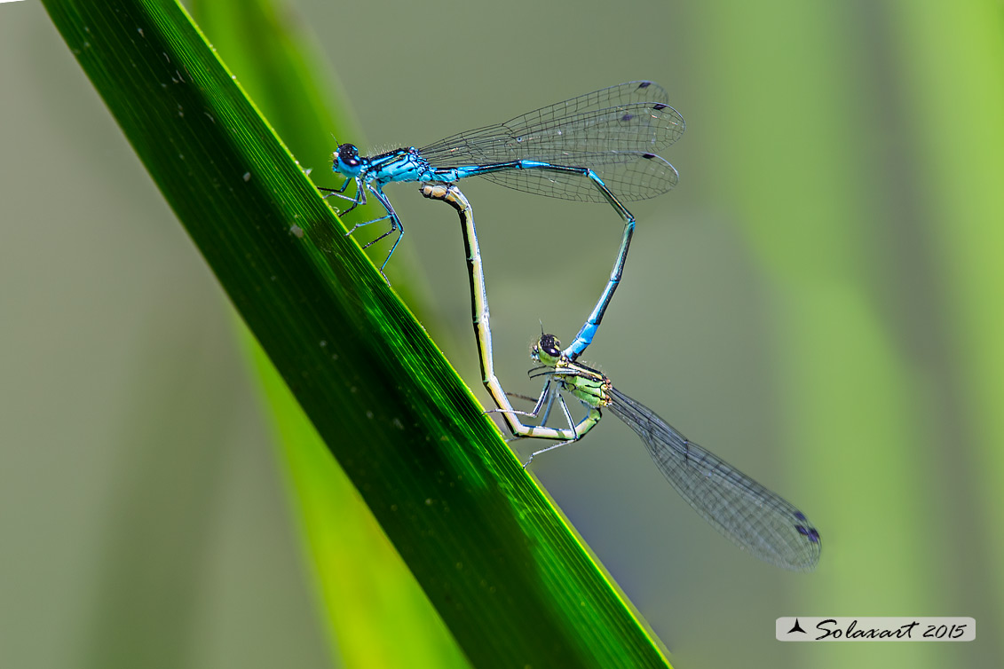 Coenagrion Pulchellum (copula) - Damigella variabile  - Variable Bluet (coupling)