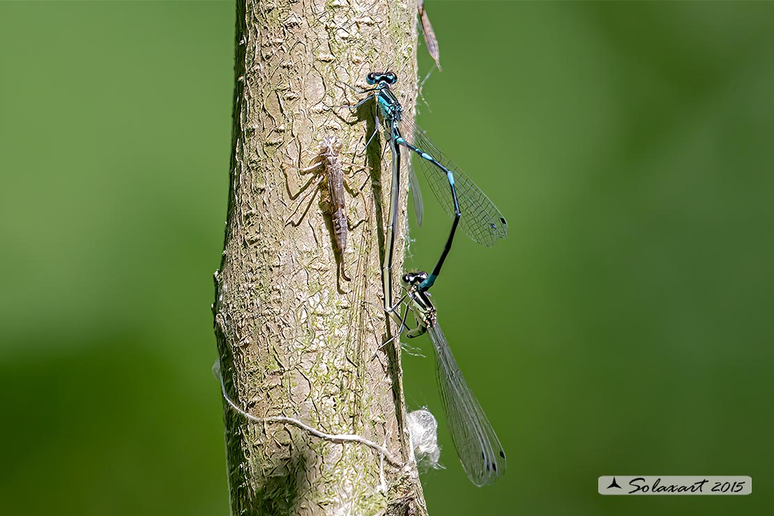 Coenagrion pulchellum: Damigella variabile(copula) - Variable Bluet (mating)