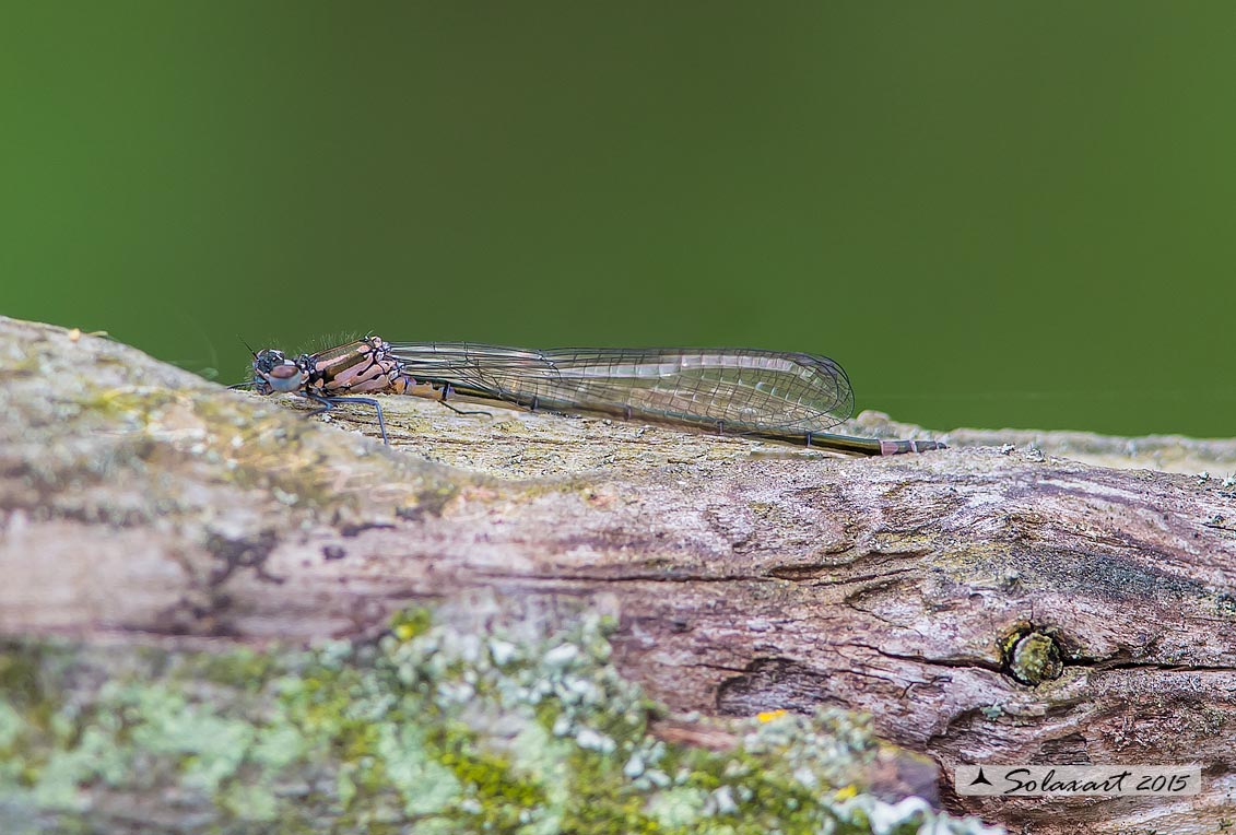 Coenagrion pulchellum: Damigella variabile (femmina immatura) - Variable Bluet (female teneral)