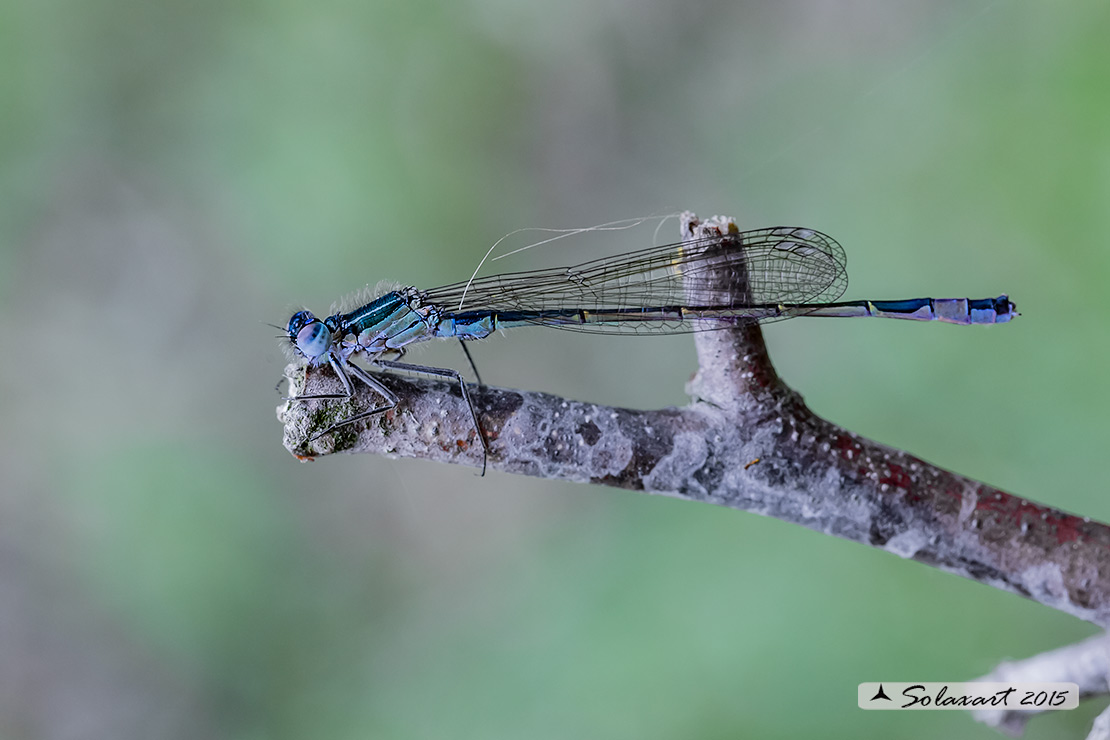 Coenagrion pulchellum: Damigella variabile (femmina immatura) - Variable Bluet (female teneral)