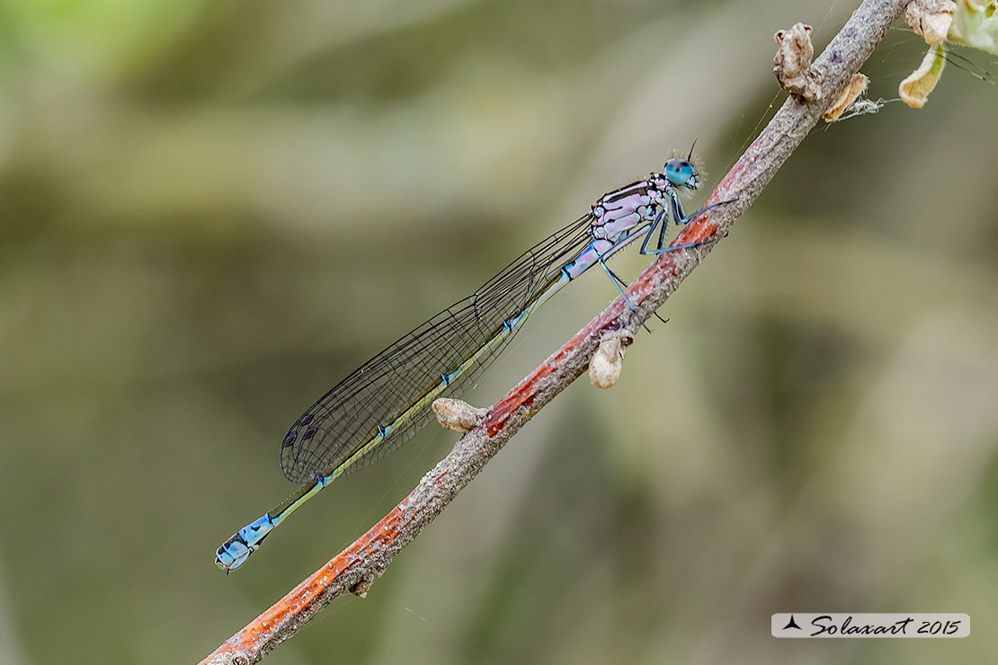 Coenagrion pulchellum: Damigella variabile (femmina immatura) - Variable Bluet (female teneral)