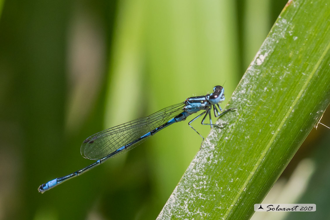 Coenagrion Pulchellum (maschio) - Damigella variabile  - Variable Bluet (male)