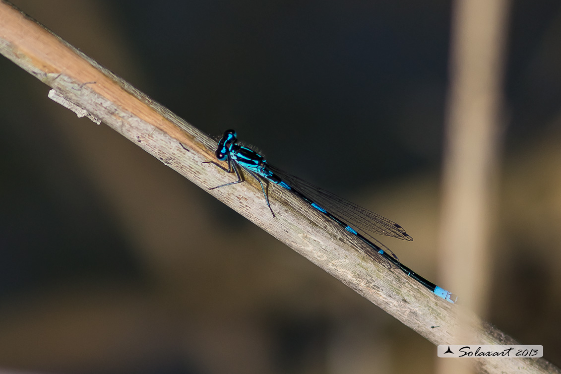 Coenagrion Pulchellum (maschio) - Damigella variabile  - Variable Bluet (male)