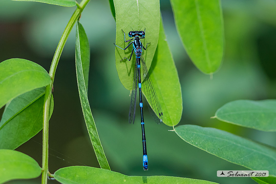 Coenagrion pulchellum: Damigella variabile (maschio)   ;  Variable Bluet (male)