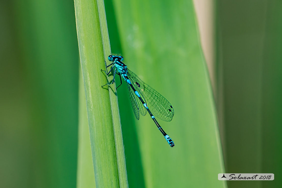 Coenagrion Pulchellum (maschio) - Damigella variabile - Variable Bluet (male)