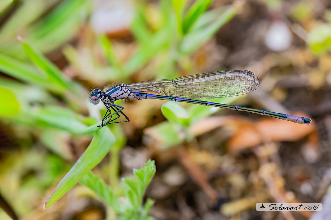 Coenagrion pulchellum: Damigella variabile (maschio immaturo) - Variable Bluet (male teneral)